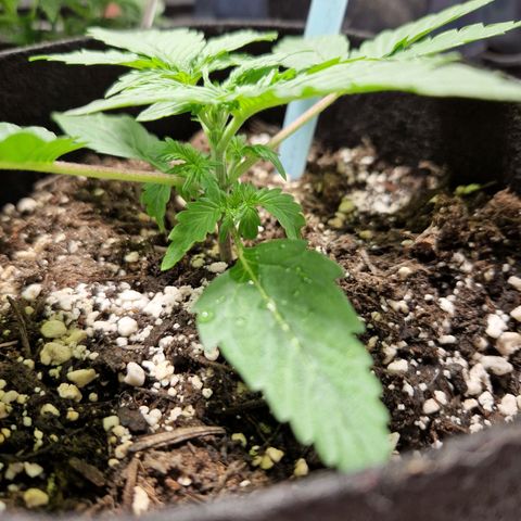 Camilla growlog timeline photo