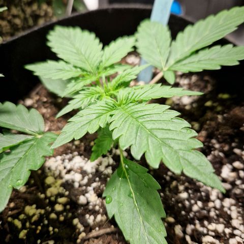 Camilla growlog timeline photo