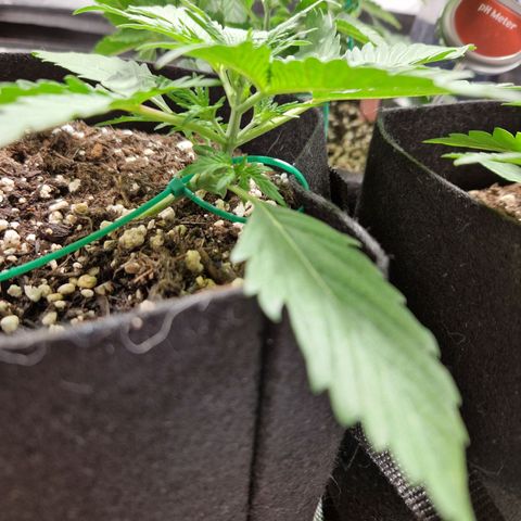 Brabara growlog timeline photo