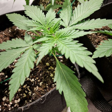 Brabara growlog timeline photo