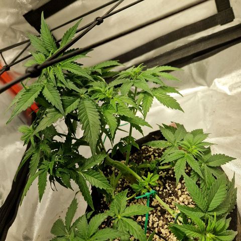 Autumn growlog timeline photo
