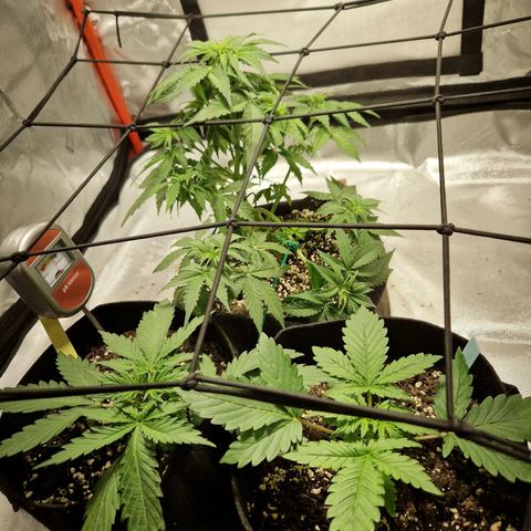 Autumn growlog timeline photo