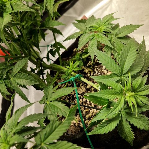 Autumn growlog timeline photo