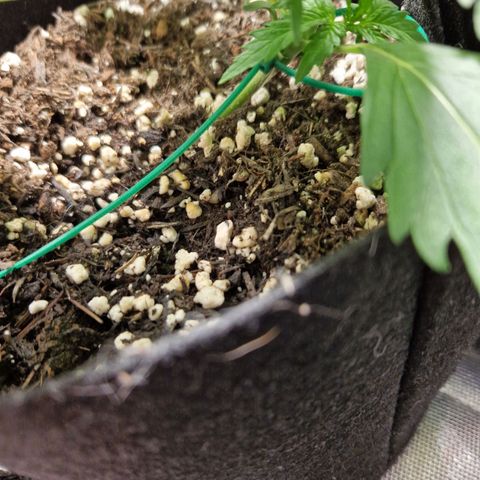 Brabara growlog timeline photo