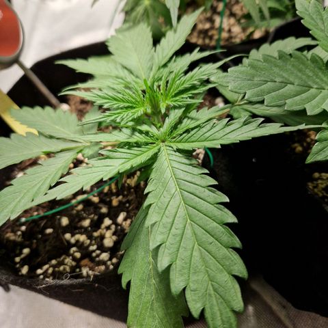Brabara growlog timeline photo