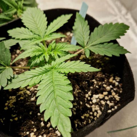 Camilla growlog timeline photo