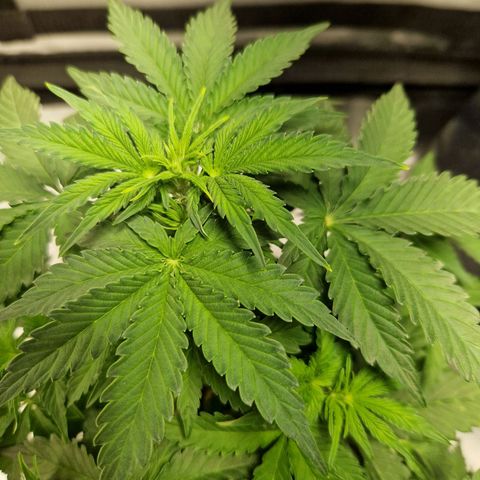 Autumn growlog timeline photo