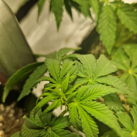 Autumn growlog timeline photo