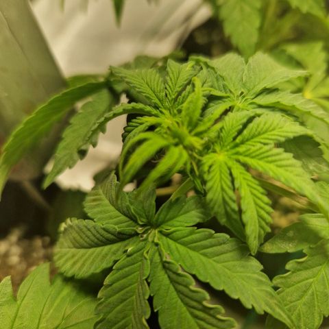 Autumn growlog timeline photo