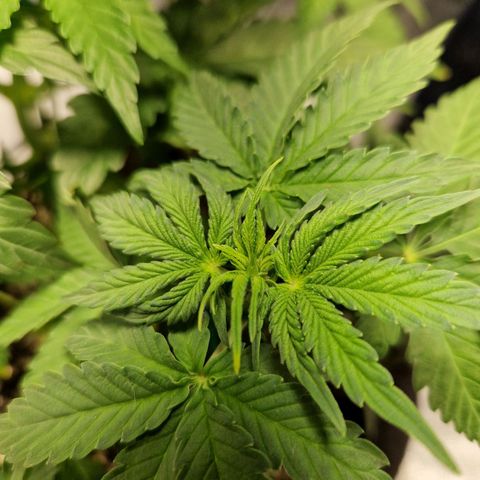 Autumn growlog timeline photo