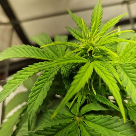 Autumn growlog timeline photo