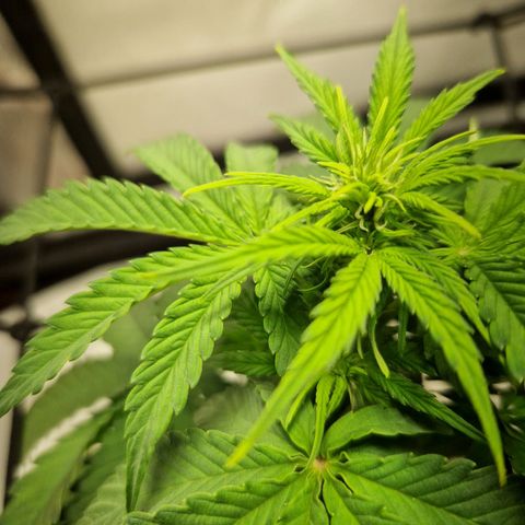 Autumn growlog timeline photo