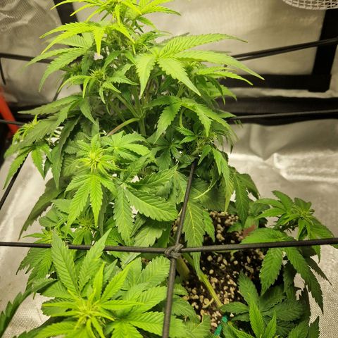 Autumn growlog timeline photo