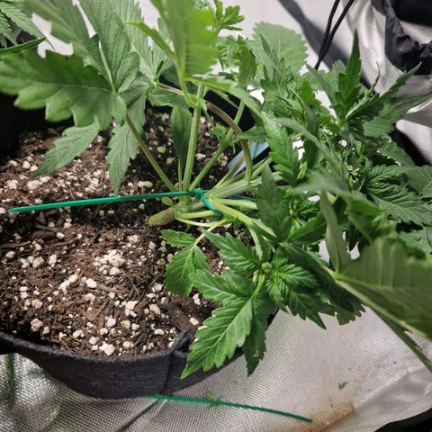 Camilla growlog timeline photo