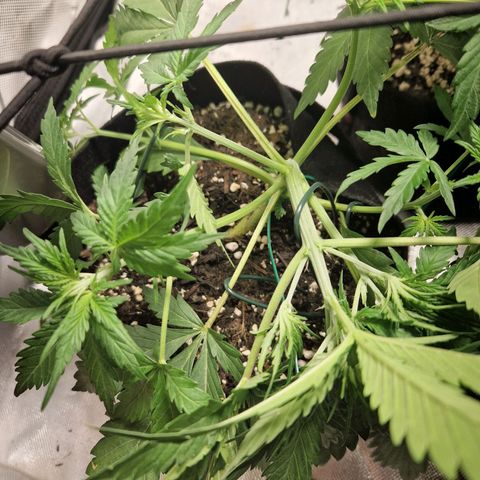 Brabara growlog timeline photo