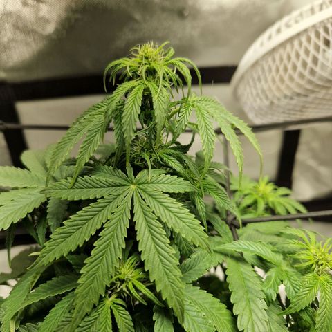 Autumn growlog timeline photo