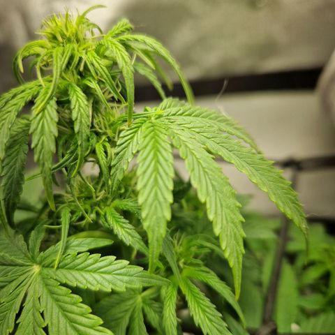 Autumn growlog timeline photo
