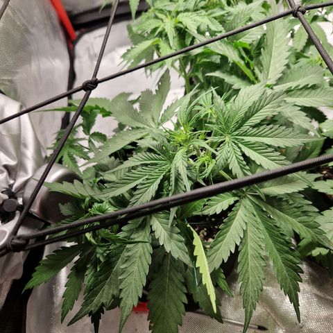 Brabara growlog timeline photo