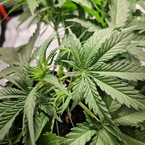 Brabara growlog timeline photo