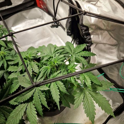 Camilla growlog timeline photo