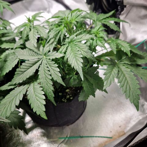 Camilla growlog timeline photo