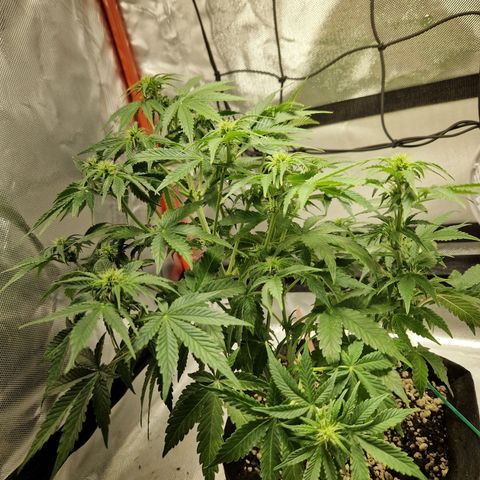 Autumn growlog timeline photo