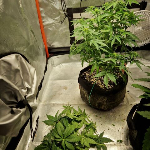 Autumn growlog timeline photo