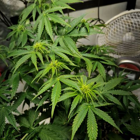 Autumn growlog timeline photo