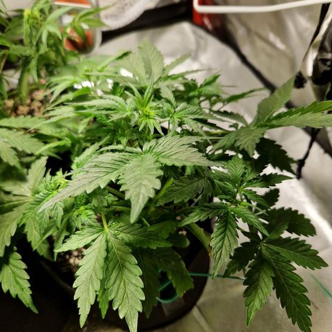 Camilla growlog photo: Few big fan leaves trimmed off. Adjusted LST
