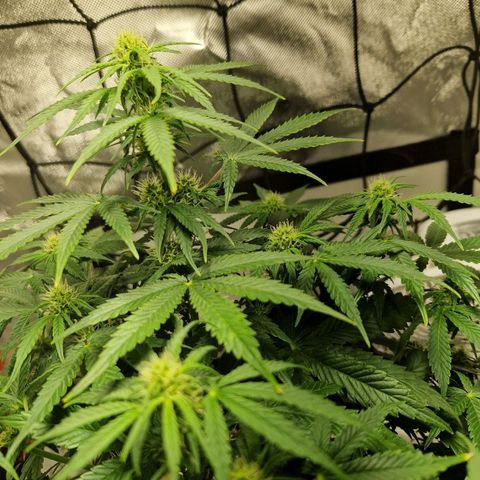 Autumn growlog timeline photo