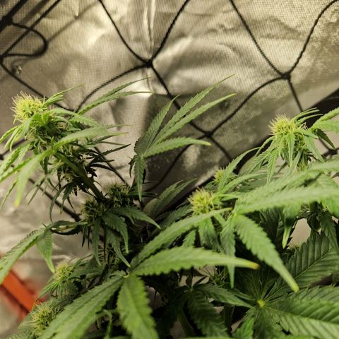 Autumn growlog timeline photo