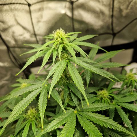 Autumn growlog timeline photo