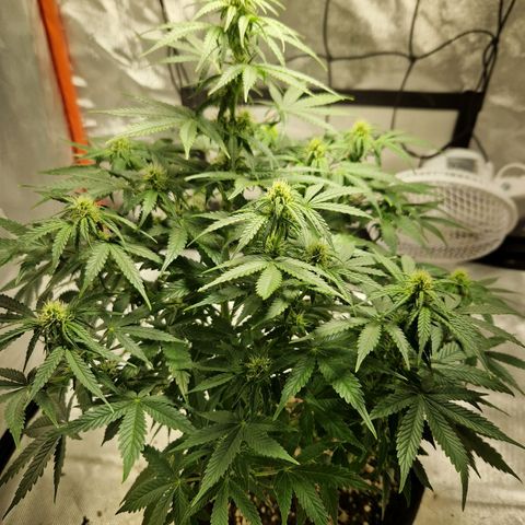 Autumn growlog timeline photo