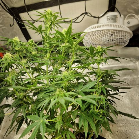 Autumn growlog timeline photo