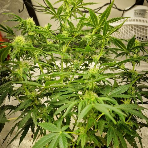 Autumn growlog timeline photo