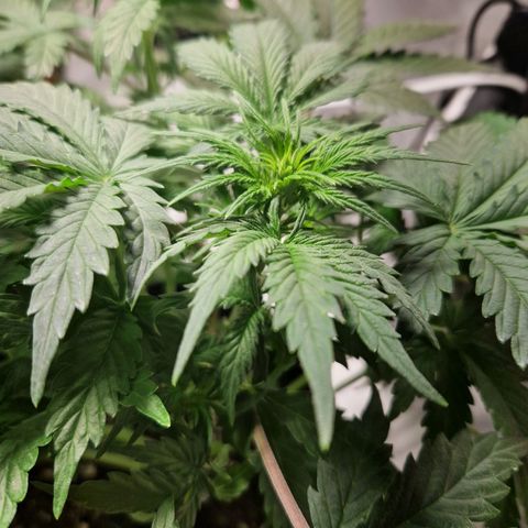 Camilla growlog timeline photo