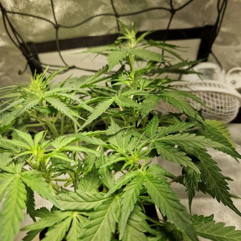 Brabara growlog timeline photo