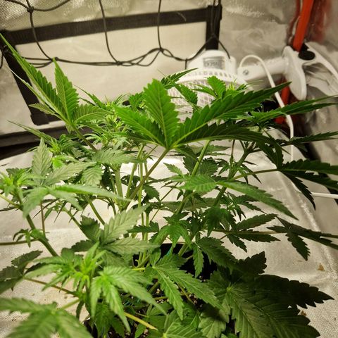 Brabara growlog timeline photo