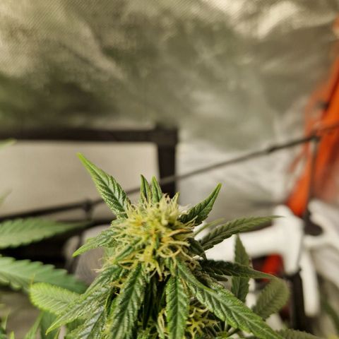 Autumn growlog timeline photo