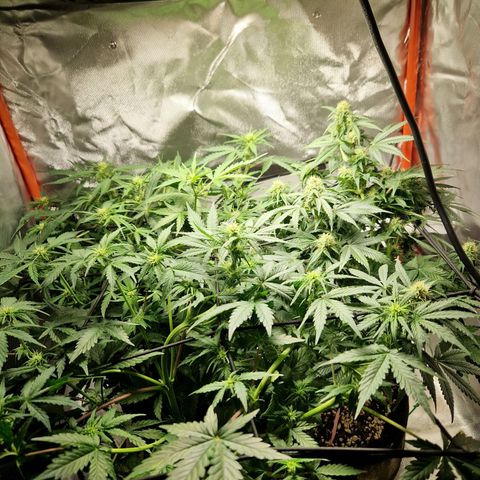 Autumn growlog timeline photo