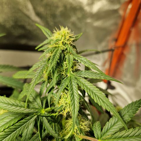 Autumn growlog timeline photo
