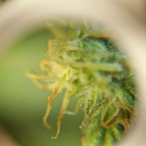 Autumn growlog photo: Looking might tasty. Not as fat as I thought it would be. 