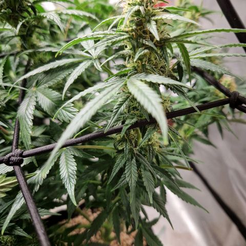 Autumn growlog photo: Looking might tasty. Not as fat as I thought it would be. 