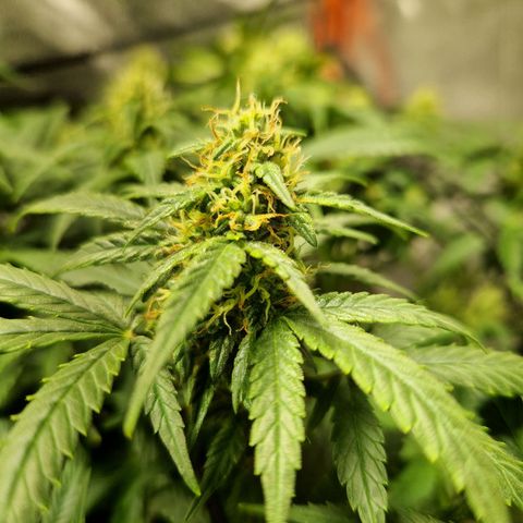 Autumn growlog photo: Looking might tasty. Not as fat as I thought it would be. 