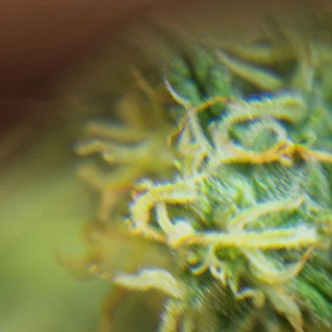 Autumn growlog photo: Looking might tasty. Not as fat as I thought it would be. 