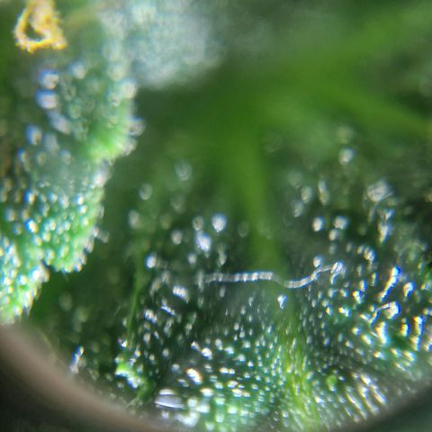 Autumn growlog timeline photo