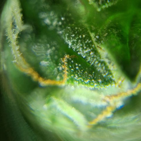 Autumn growlog timeline photo