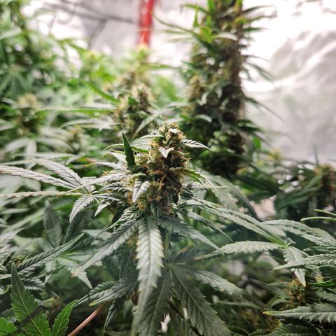 Autumn growlog timeline photo