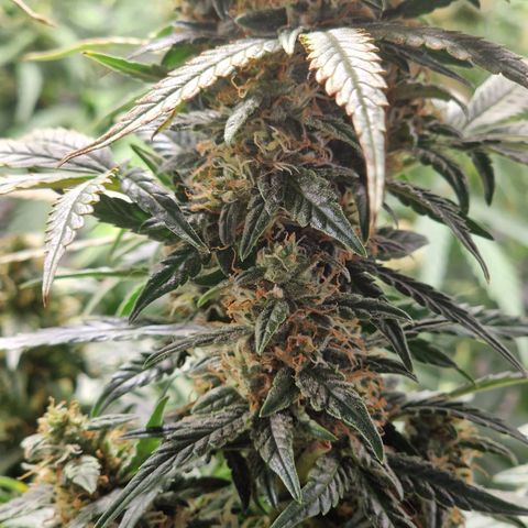 Autumn growlog timeline photo