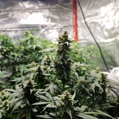 Autumn growlog timeline photo